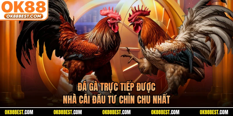 Đá gà trực tiếp được nhà cái đầu tư chỉn chu nhất