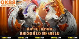Đá Gà Trực Tiếp OK88 - Sảnh Chọi Kê Kịch Tính Hàng Đầu